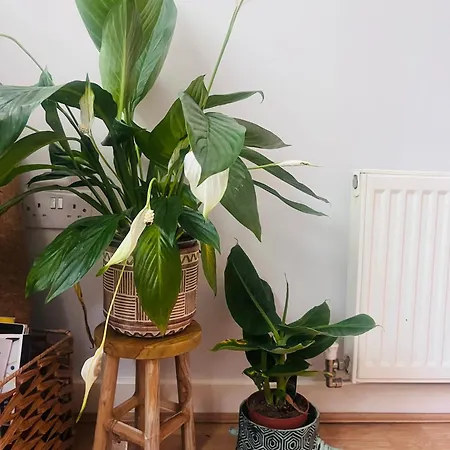 Chill Vibe In One Bedroom Flat
